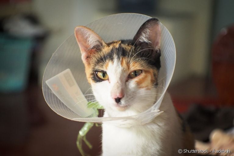 Conheça os benefícios de castrar o seu gato