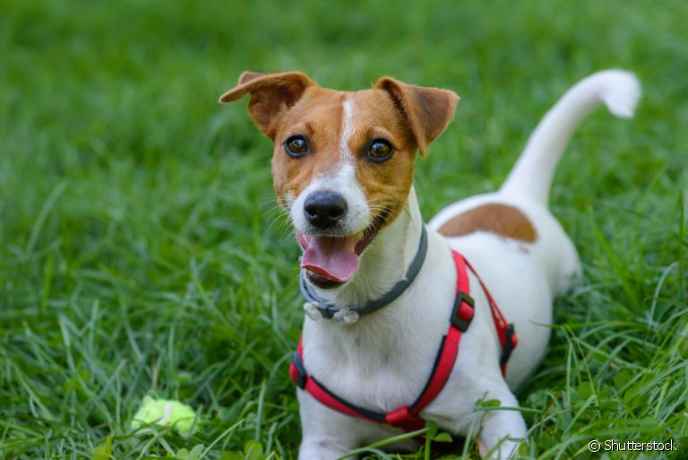 Escolher a coleira certa é ideal para que o seu cachorro se mantenha seguro e confortável