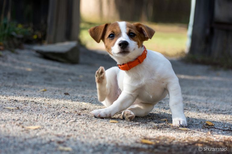 Descubra como eliminar pulgas em cachorro e no ambiente onde ele vive 