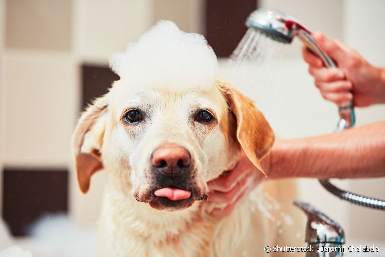 Veja dicas de como dar banho em casa no seu cachorro