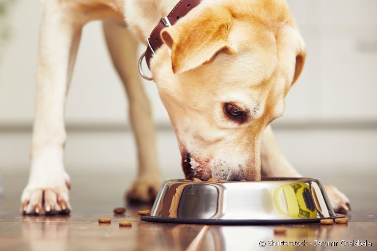 Saiba como fazer a troca de ração em cada fase de vida do seu cachorro
