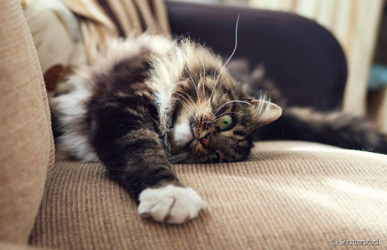 Aprenda como você pode proteger o seu sofá do felino da sua casa