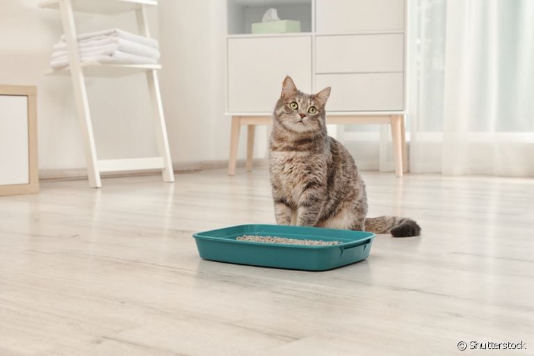Descubra a maneira ideal de limpar a caixa de areia do seu gato