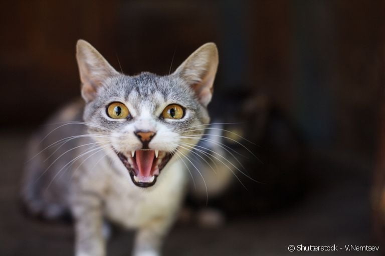 Saiba identificar se um gato estyá nervoso e o que é preciso fazer para ajudá-lo