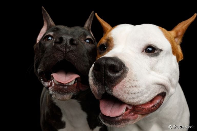 Descubra como você pode estimular a convivência entre dois cachorros