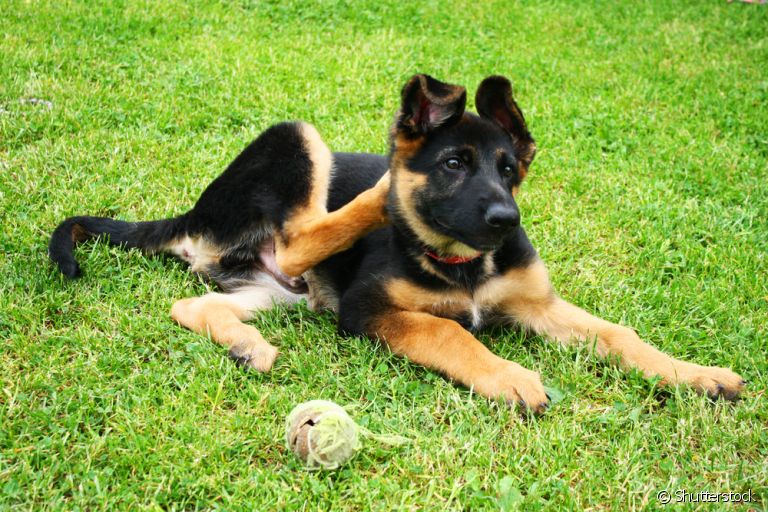 Descubra como você pode tratar a dermatite atópica do seu cachorro