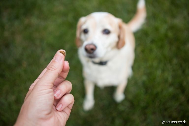 Confira como você pode ensinar o seu cachorro a sentar em casa