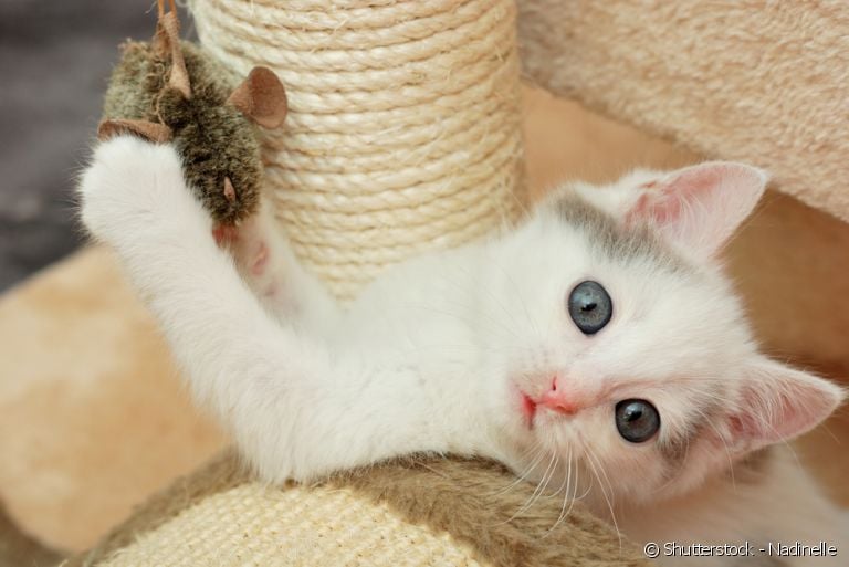 Conheça brincadeiras para fazer com o seu gato