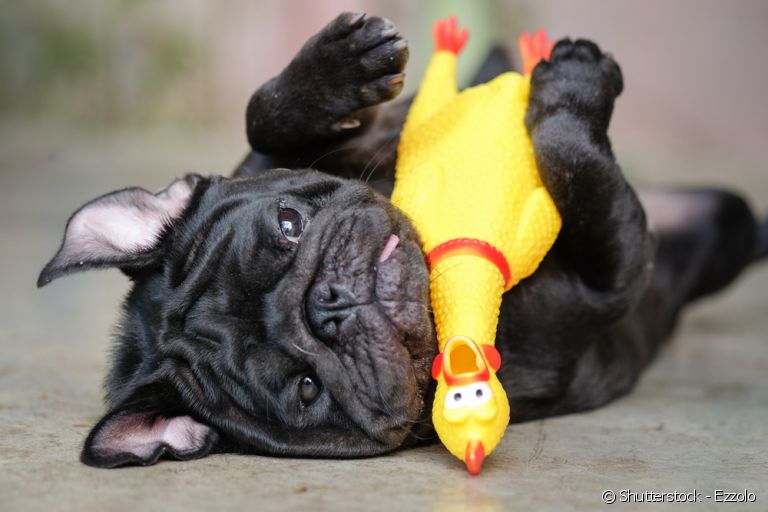 Conheça brincadeiras para fazer com o seu cachorro