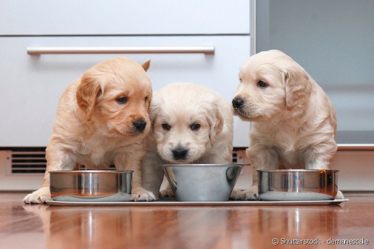 Saiba como alimentar o seu cachorrinho