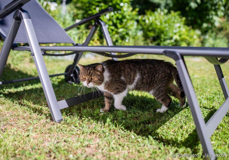 Conheça as causas da diarreia do seu gato