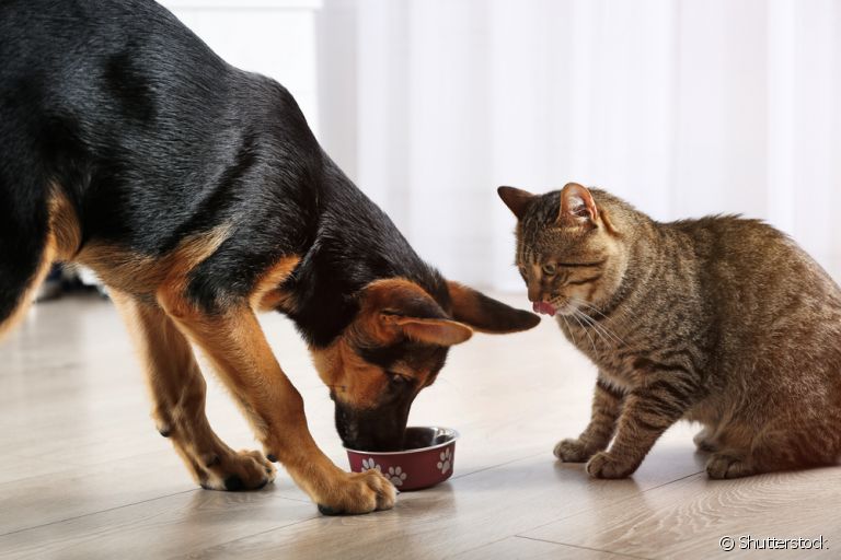 Descubra se o gato pode comer a ração do cachorro no dia a dia