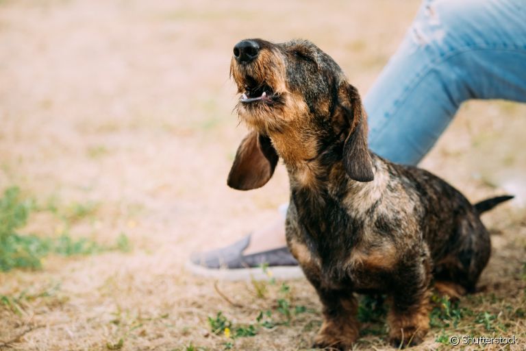 Descubra as razões para os latidos em excesso do seu cachorrinho