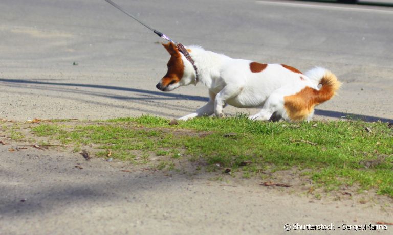 Saiba como ajudar seu cachorro com medo de passear