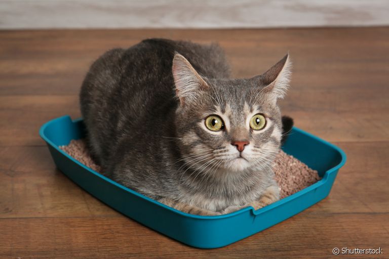 Descubra por que o seu gato está passando tanto tempo na caixa de areia