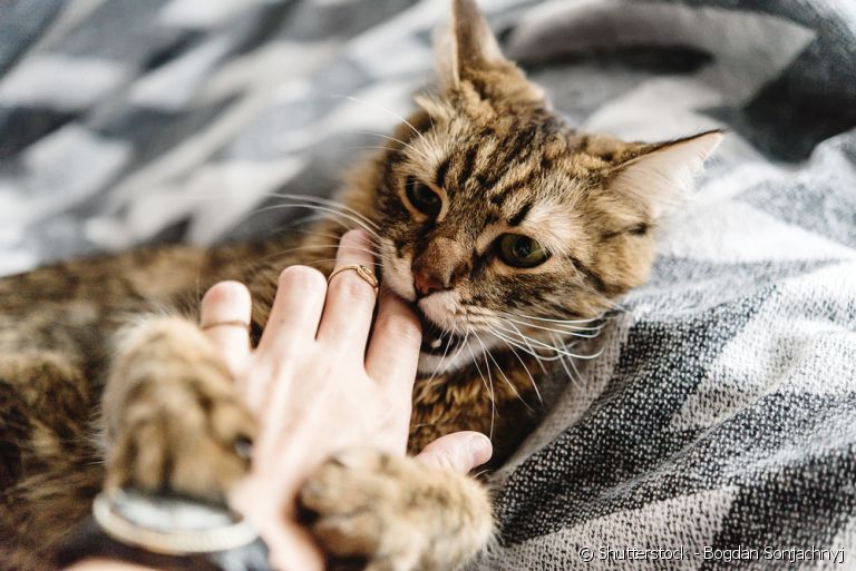 Saiba o que fazer se o seu gato morde muito