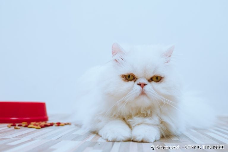  Saiba os motivos do seu gato não querer comer