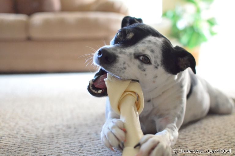 Saiba quais cuidados deve-se ter ao oferecer ossos para os cachorros