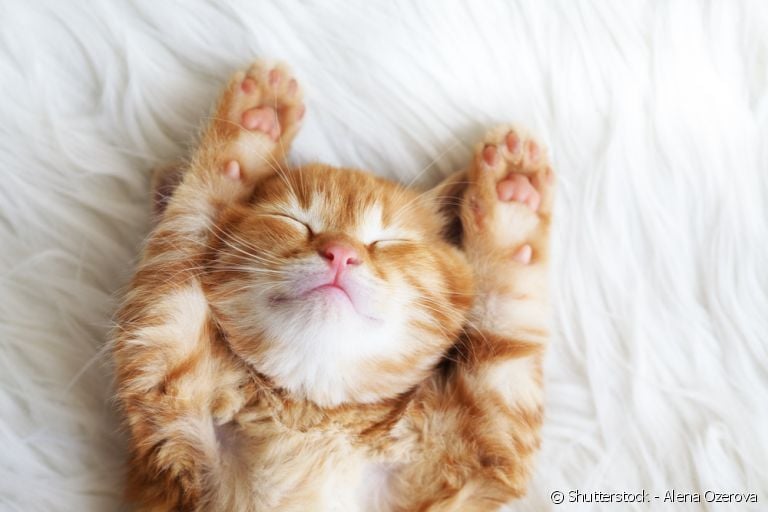 Sabia que os gatos dormem entre 12 e 16 horas por dia?