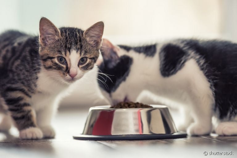 Escolher a melhor ração para gatos filhotes vai garantir a ele uma vida saudável