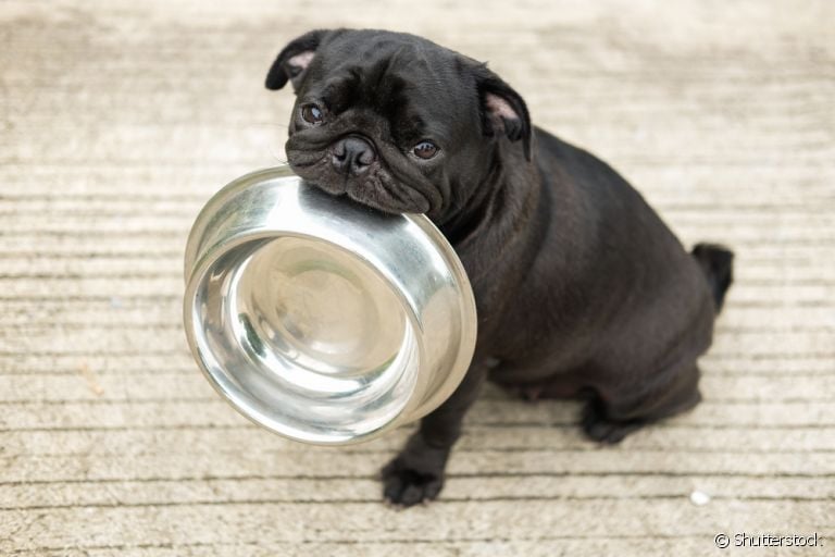 Descubra todos os detalhes sobre a alimentação do seu cachorro filhote