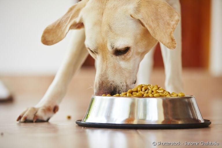 Saiba tudo sobre a alimentação do seu cachorro