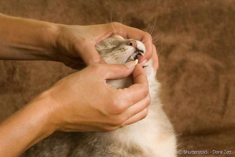 Veja dicas de como dar vermífugo para gatos