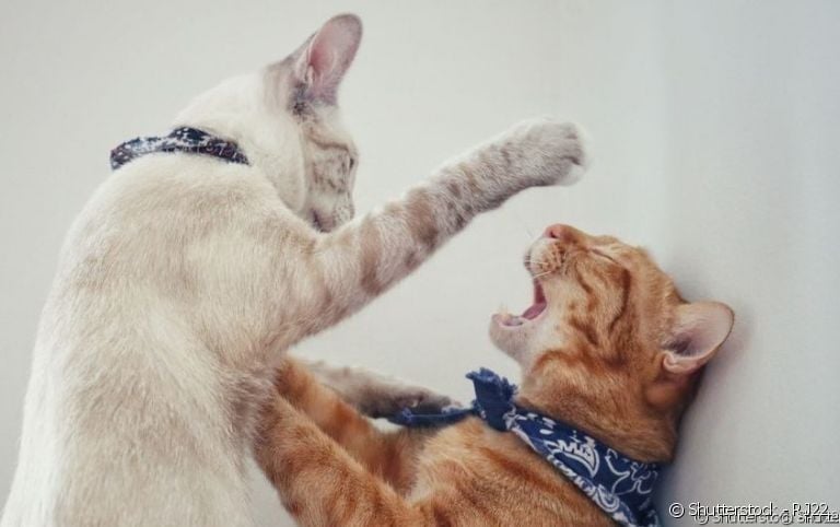  Veja algumas dicas de como prevenir e acabar com uma briga de gatos. 