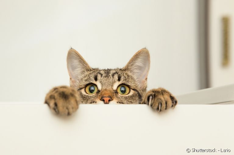Veja 30 curiosidades sobre gatos