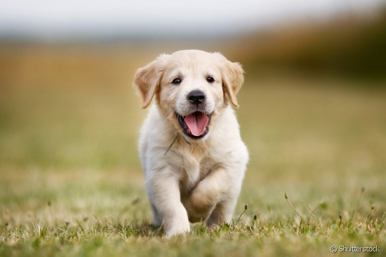 Descubra tudo sobre a adaptação e o dia a dia dos filhotes de cachorro