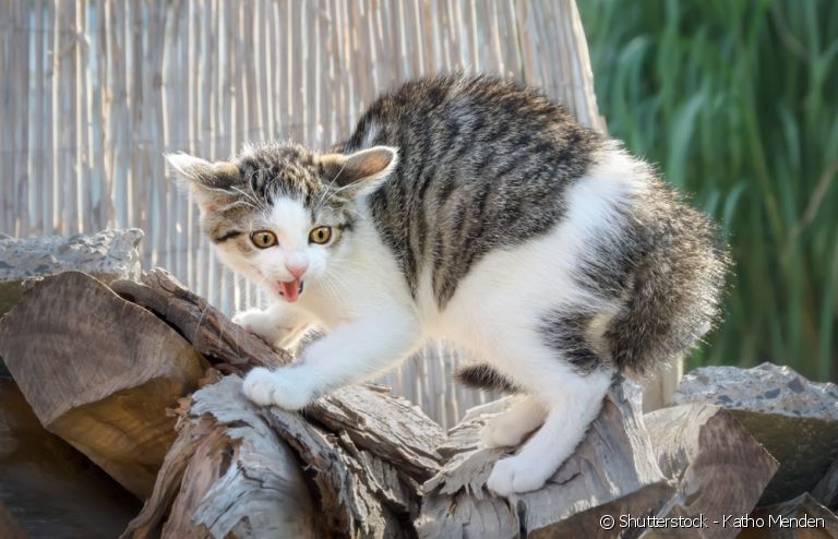 O motivo por que gato tem medo de pepino tem a ver com a semelhança com cobras