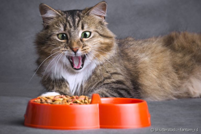 Saiba qual a ração ideal para o seu gato