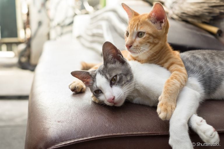Confira dicas de como adaptar um segundo gatinho em casa e descubra 4 motivos pelos quais é melhor ter 2 bichinhos que 1 só