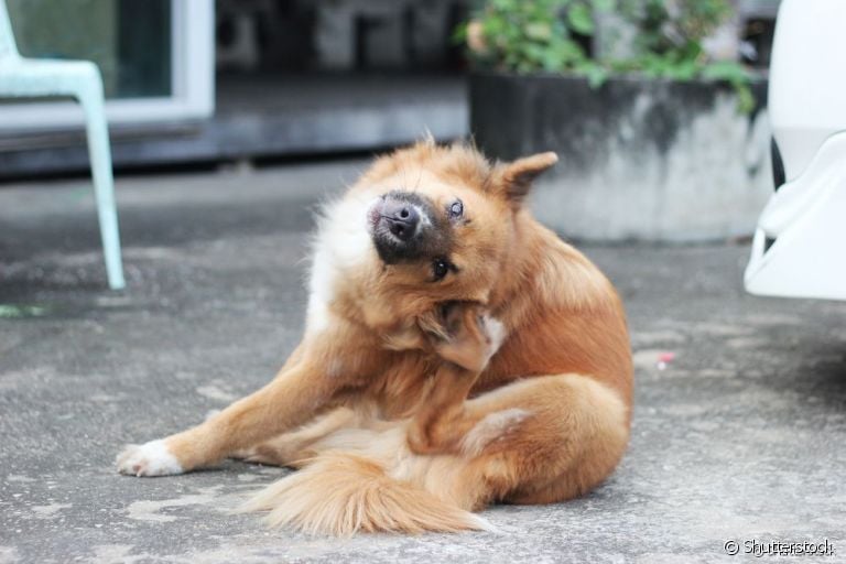 Descubra quais são as diferentes razões para o coça coça na orelha dos cachorros