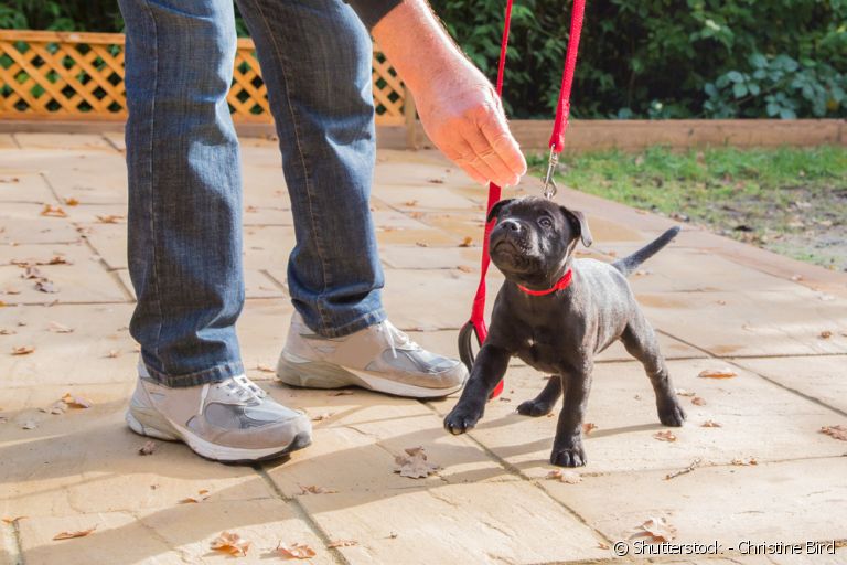O adestramento de cães pode ser feito em qualquer idade, mas tem resultados mais rápido em filhotes.