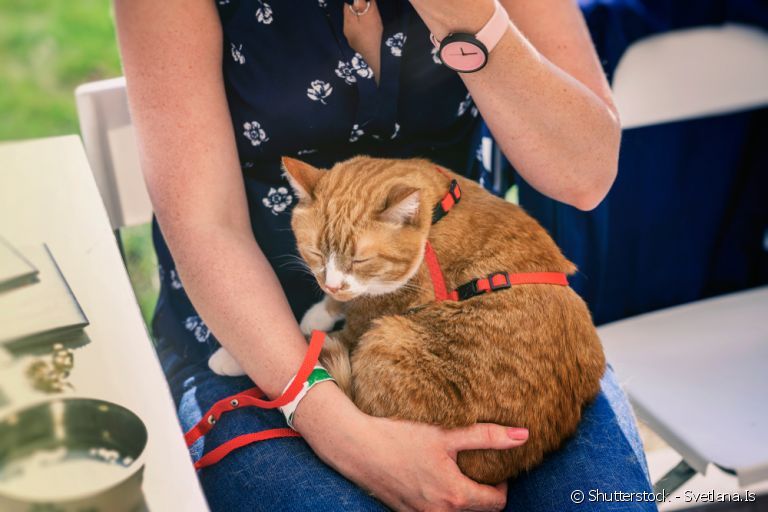 Adotar gatinhos é uma boa ideia, mas há diferença entre receber um filhote e um animal adulto em casa. Saiba mais sobre elas.