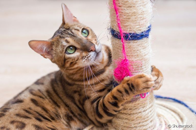 Arranhar é um hábito da natureza dos gatos