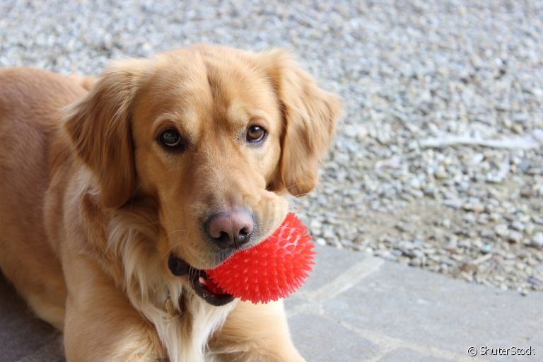 O brinquedo barato e favorito de todos os cachorros: as bolinhas!