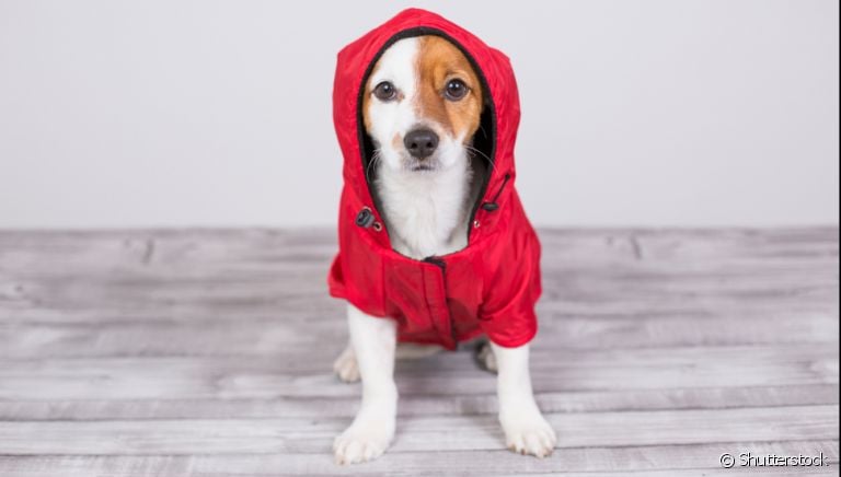 Veja como você pode evitar que o seu cachorro sinta muito frio