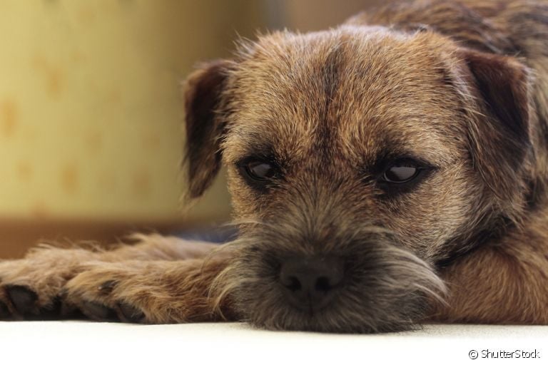Descubra os sinais que demonstram que o seu cachorro está triste!