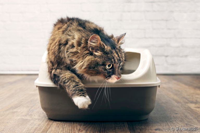 Veja como você pode tornar a rotina do seu gato mais sustentável