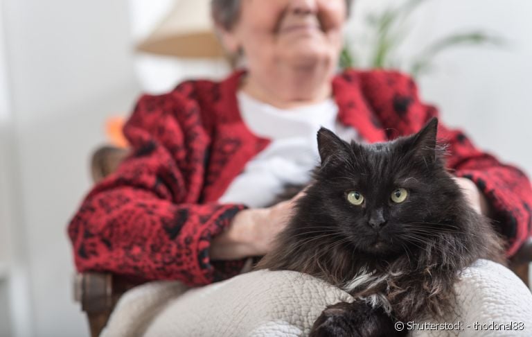 Gatinhos idosos precisam de muita atenção e carinho.