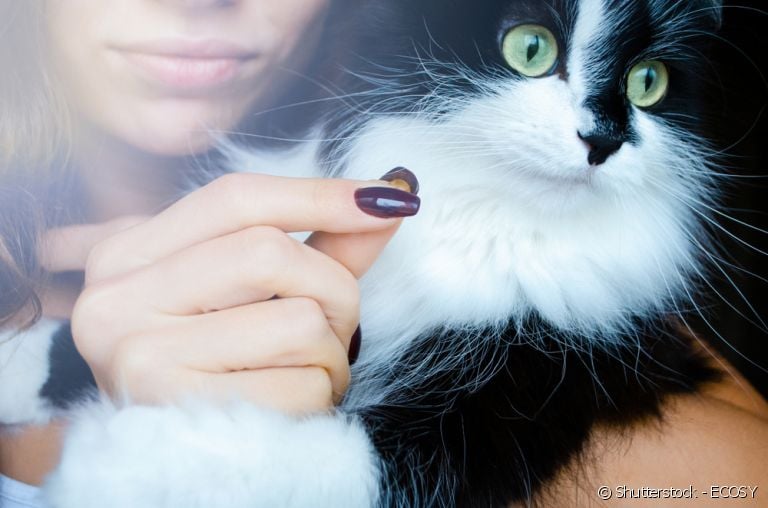 Veja técnicas de como dar comprimido para o seu gato