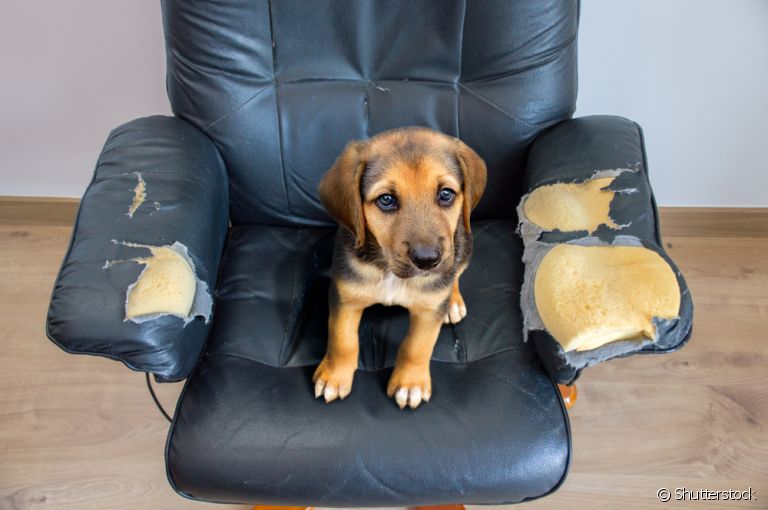 Descubra diferentes formas de fazer o seu cachorro parar de roer os móveis de casa