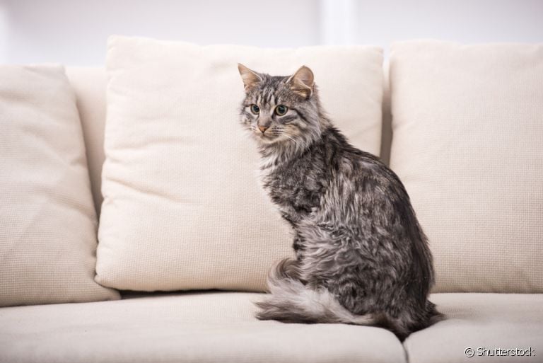 Descubra como resolver o problema do xixi de gato fora do lugar