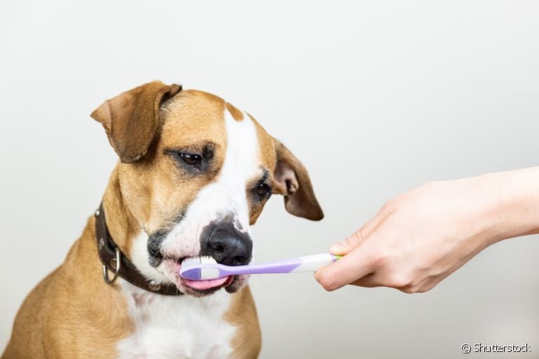 Descubra como tratar e evitar o tártaro nos dentes do cachorro