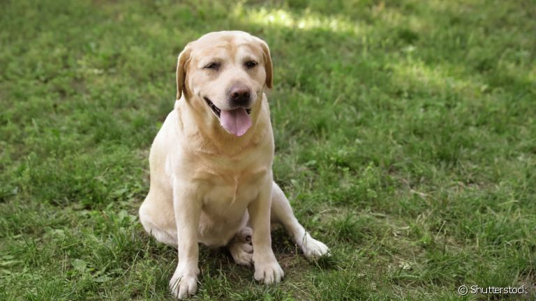 A displasia coxofemoral em cães é uma doença que atinge, principalmente, animais de porte grande: conheça mais sobre ela aqui