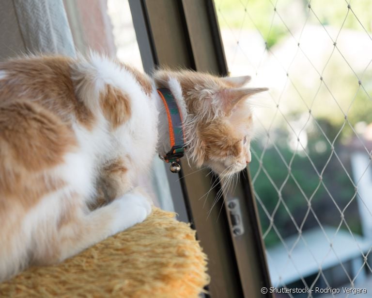 A tela de proteção para gatos é fundamental para garantir a segurança do seu pet.