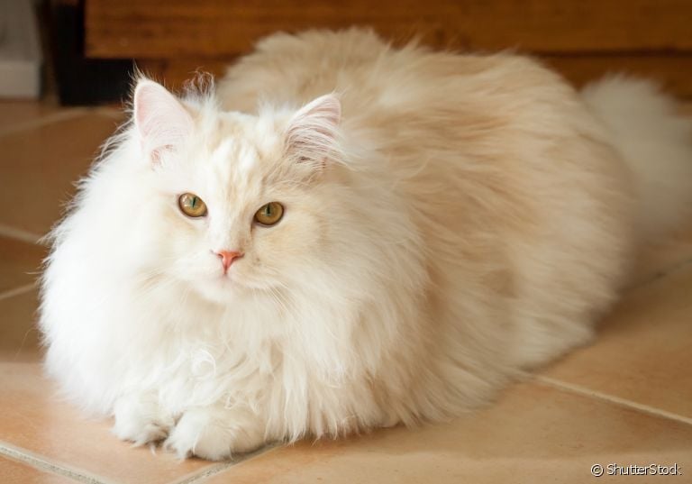 Ragdoll é uma das raças de gatos peludos