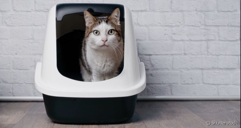 Saiba o que é e como prevenir a infecção urinária em gatos
